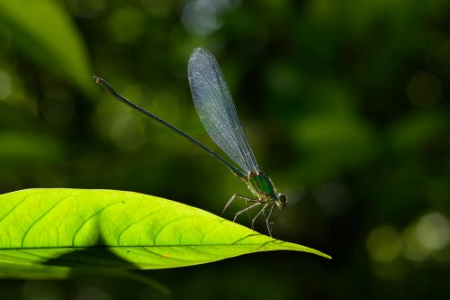 Gunung Mulu National Park ( Bornéo, Malaisie) - Faune : libellule.(VO-13-0557 )